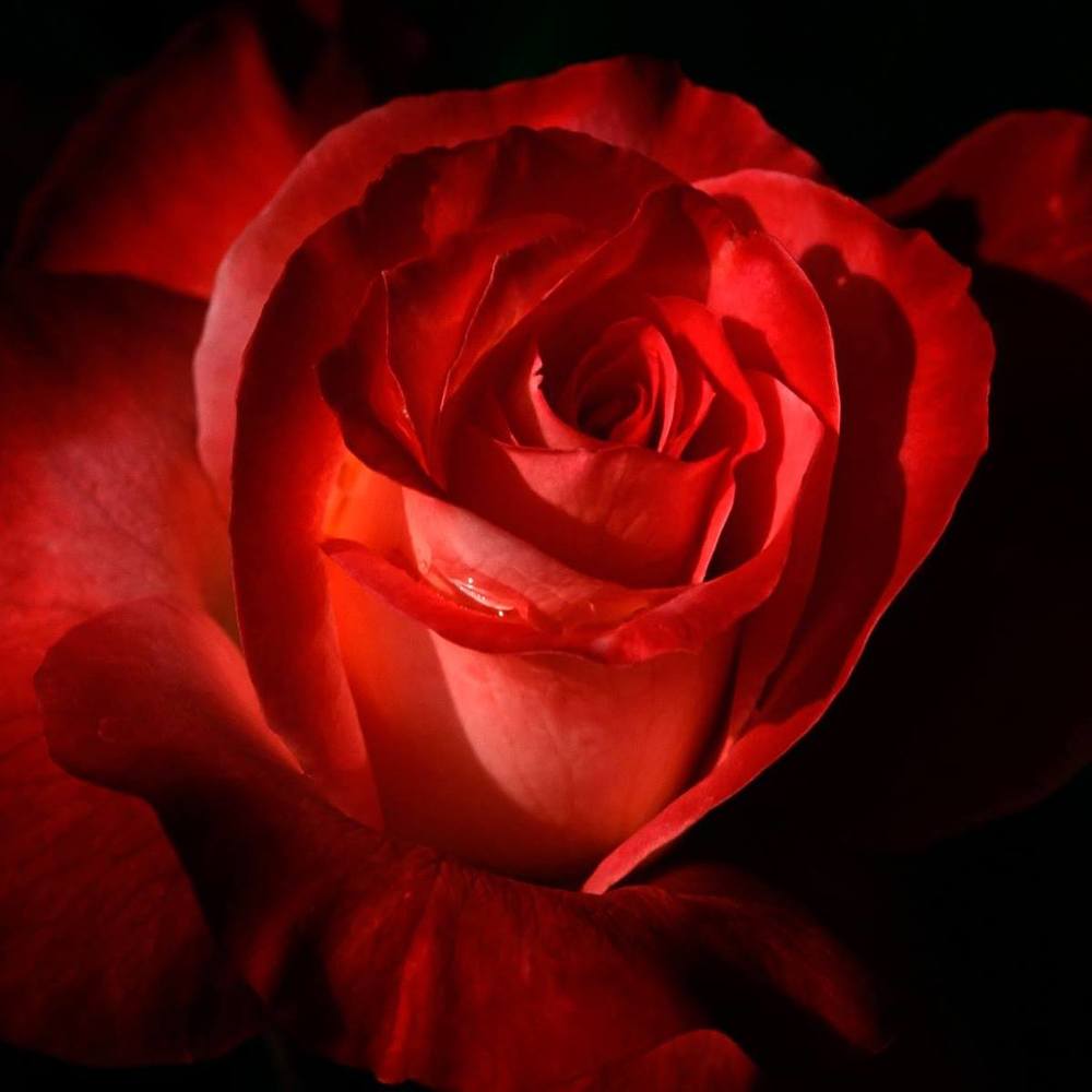 Meet your Posher, Jehovah